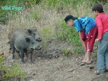 Wildschwein2